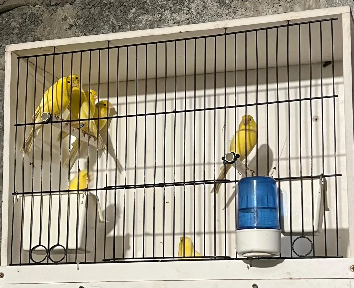 Canaries for sale - Image 3