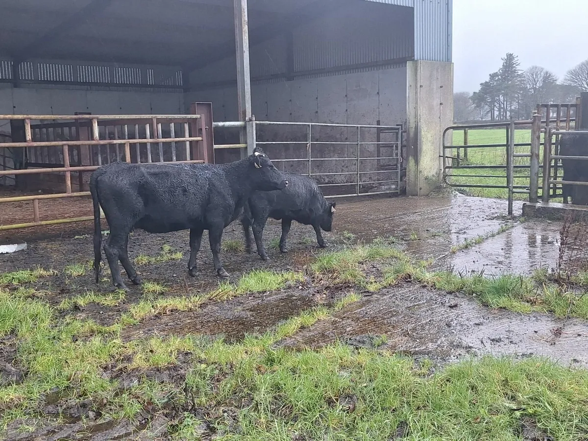 Dexter cow and calf - Image 1