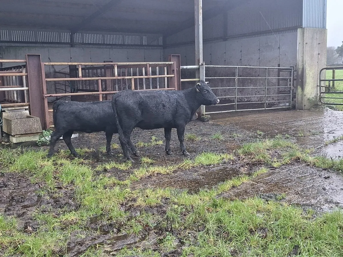 Dexter cow and calf - Image 2