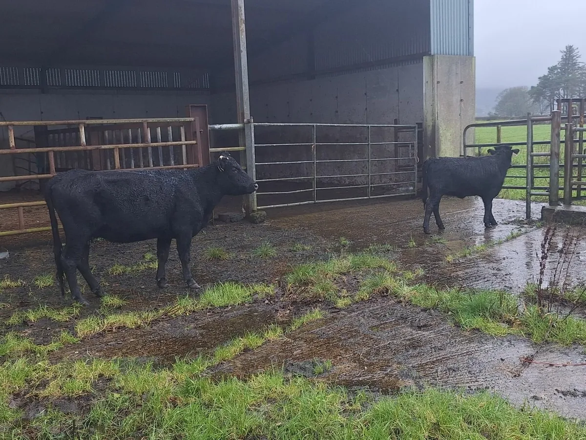 Dexter cow and calf - Image 3