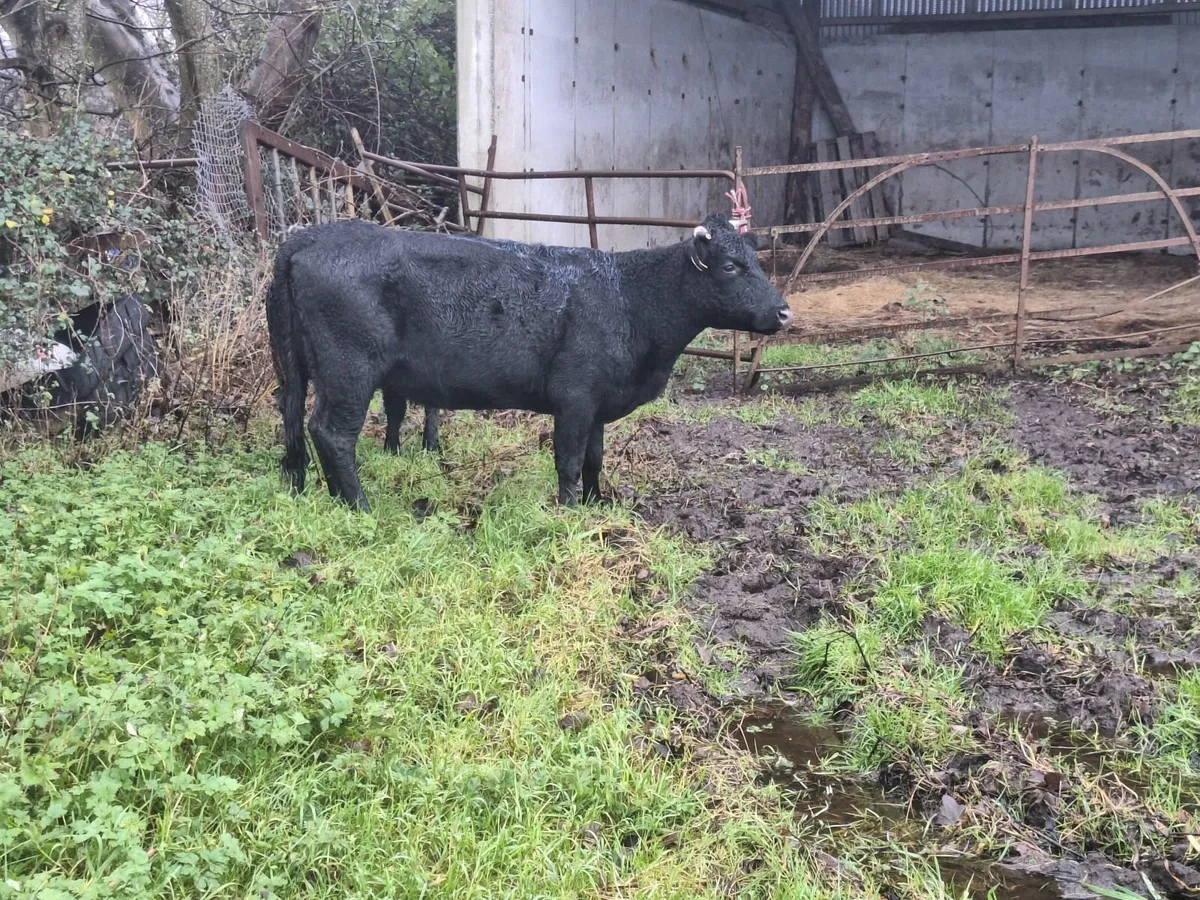 Dexter cow and calf - Image 4