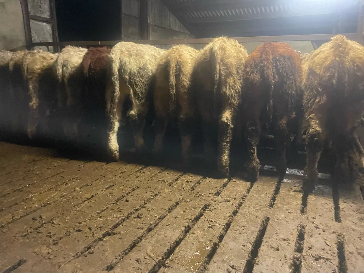 Ten Weanling Bulls - Image 1