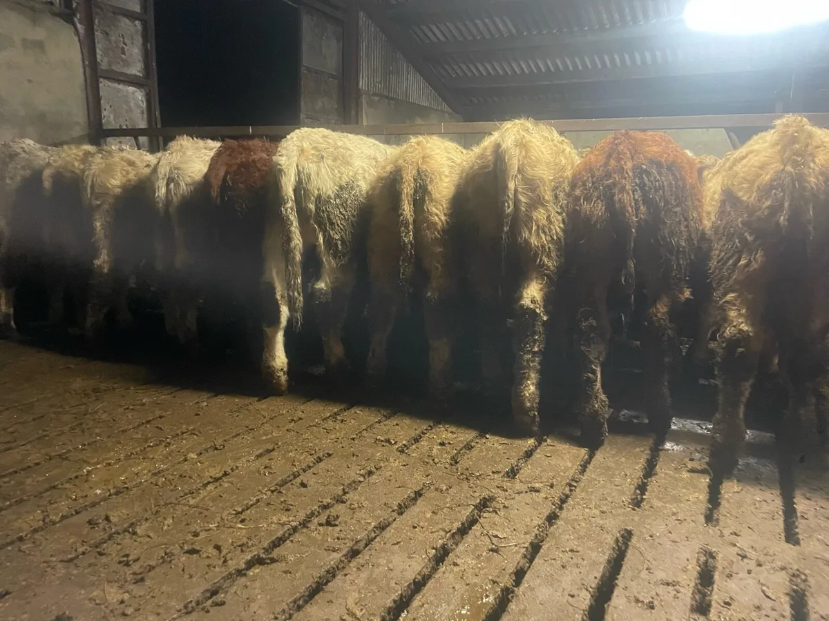 Ten Weanling Bulls - Image 2