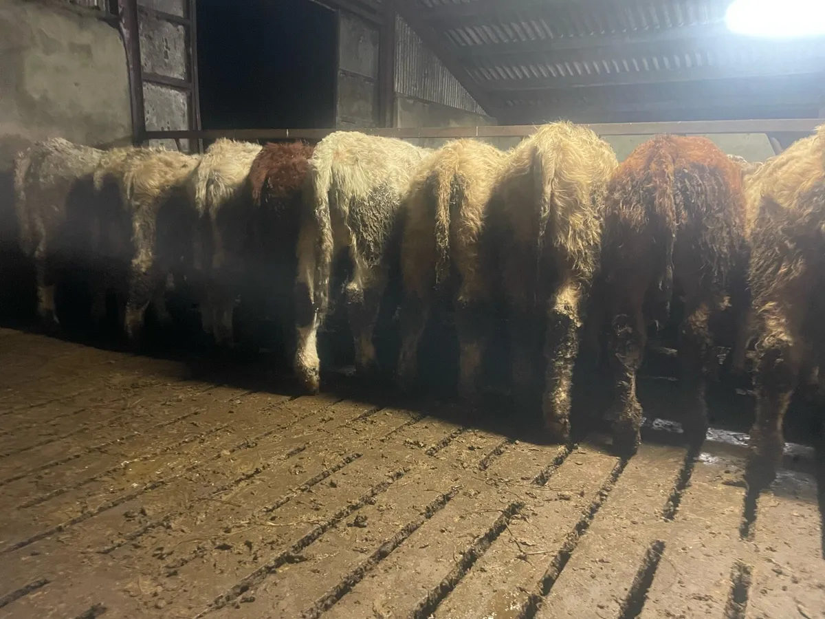 Ten Weanling Bulls - Image 3