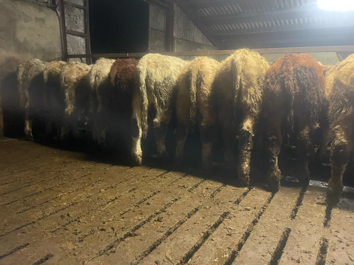 Ten Weanling Bulls - Image 4