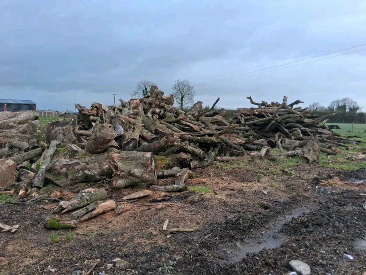 Hardwood Firewood - Image 3