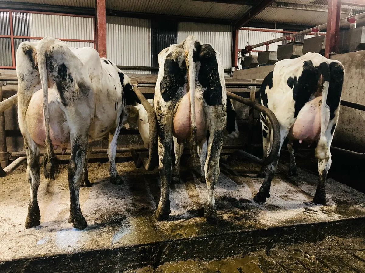 Special Entry Omagh Mart 22nd Dec - Image 2