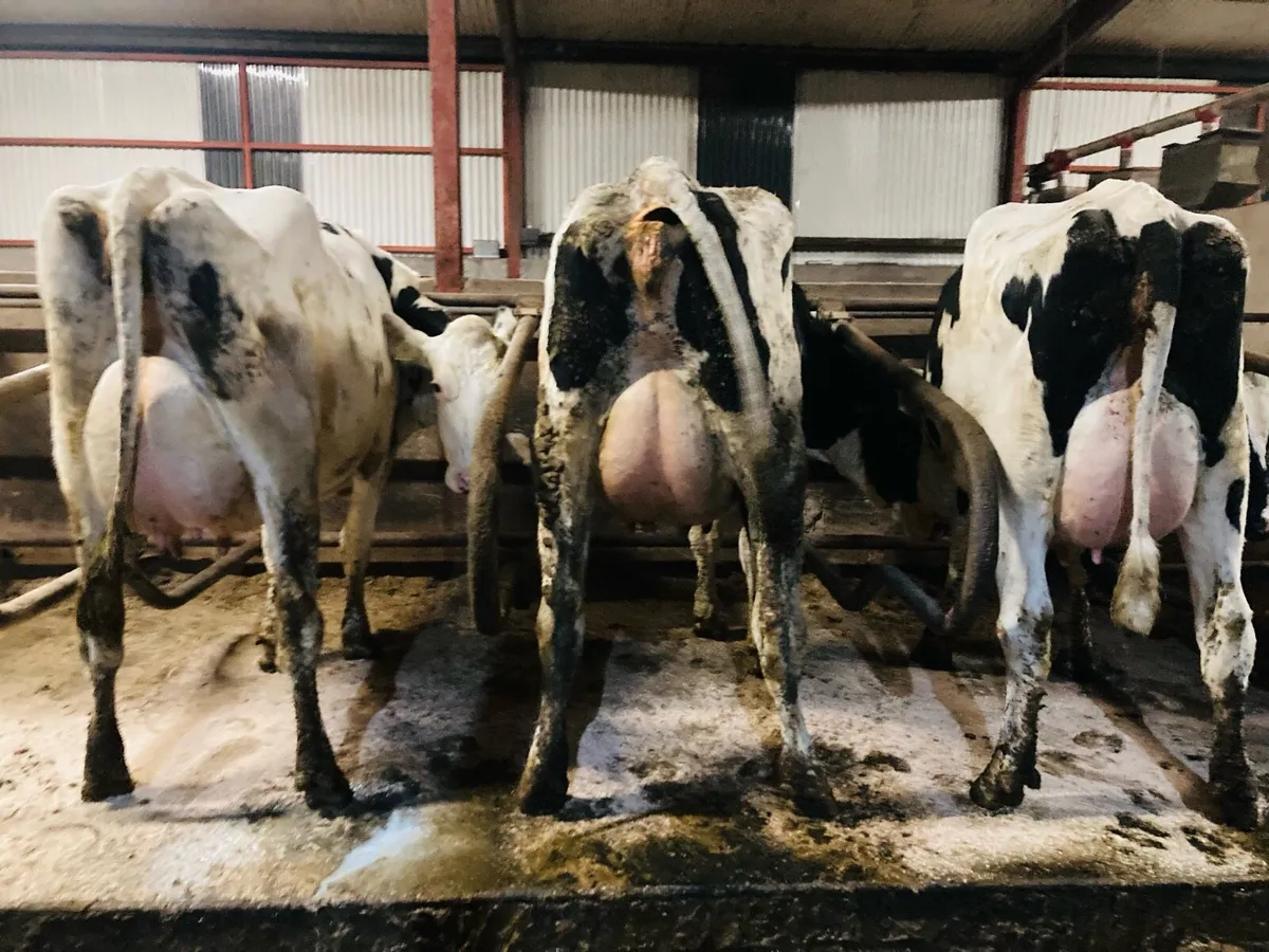 Special Entry Omagh Mart 22nd Dec - Image 3