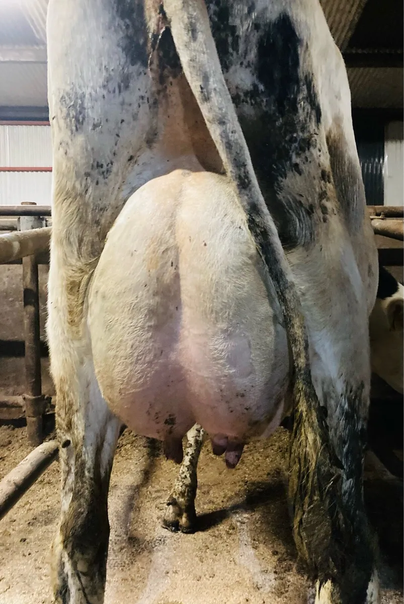 Special Entry Omagh Mart 22nd Dec - Image 4