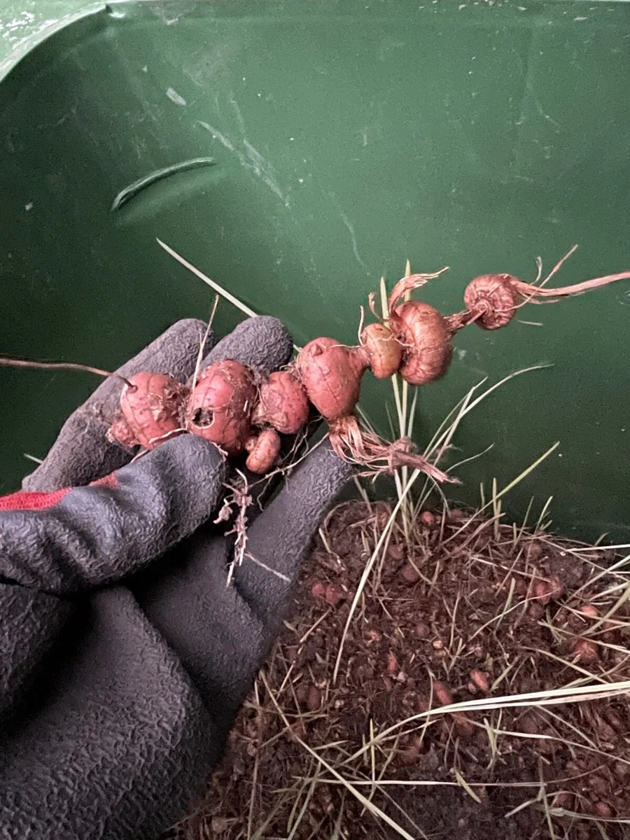 Flower bulb for sale (crocosmi mistral ) - Image 3