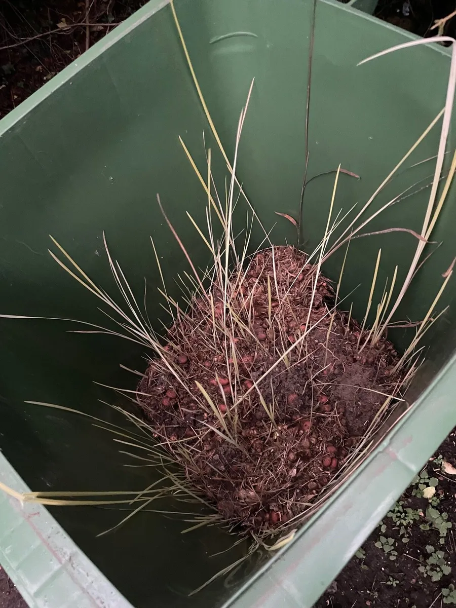 Flower bulb for sale (crocosmi mistral ) - Image 4