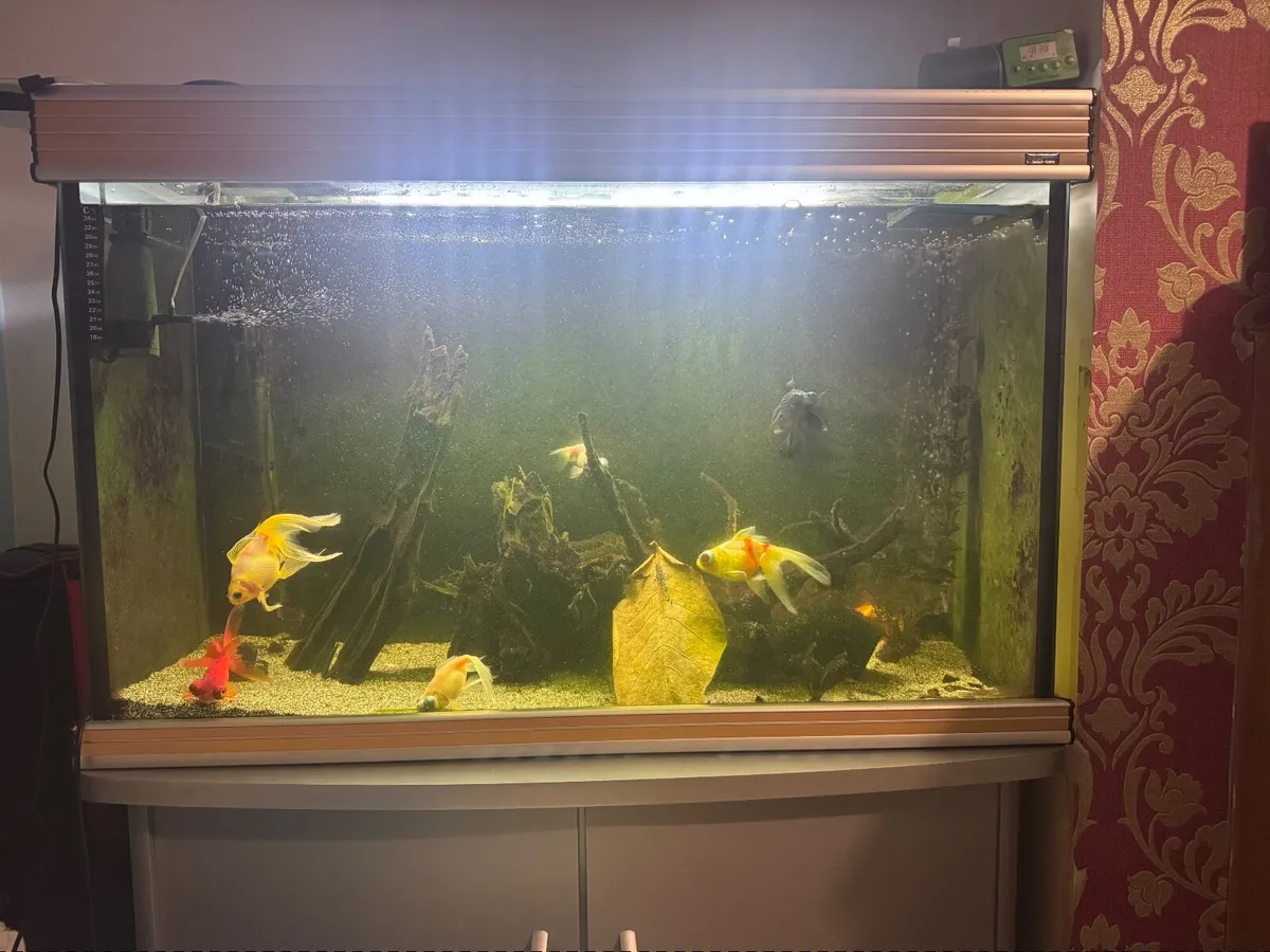Fish tank - Image 1