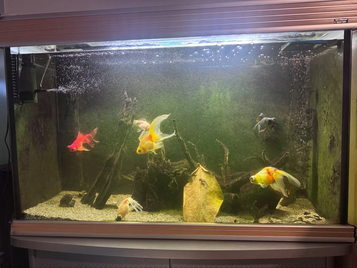 Fish tank - Image 2
