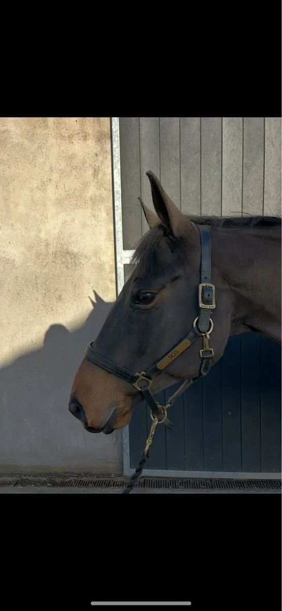 Looking 3 year old horse