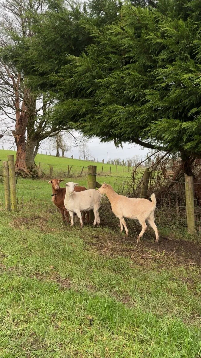 Goats - Image 1