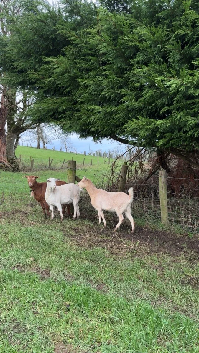 Goats - Image 2