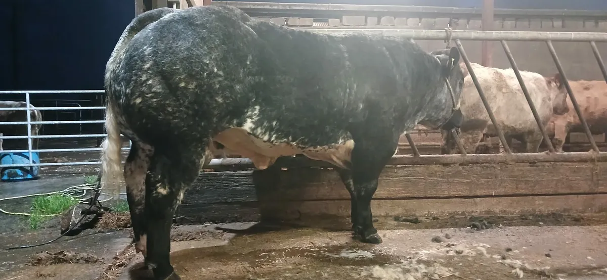 Hybrid bull - Image 2