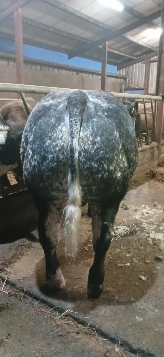 Hybrid bull - Image 3