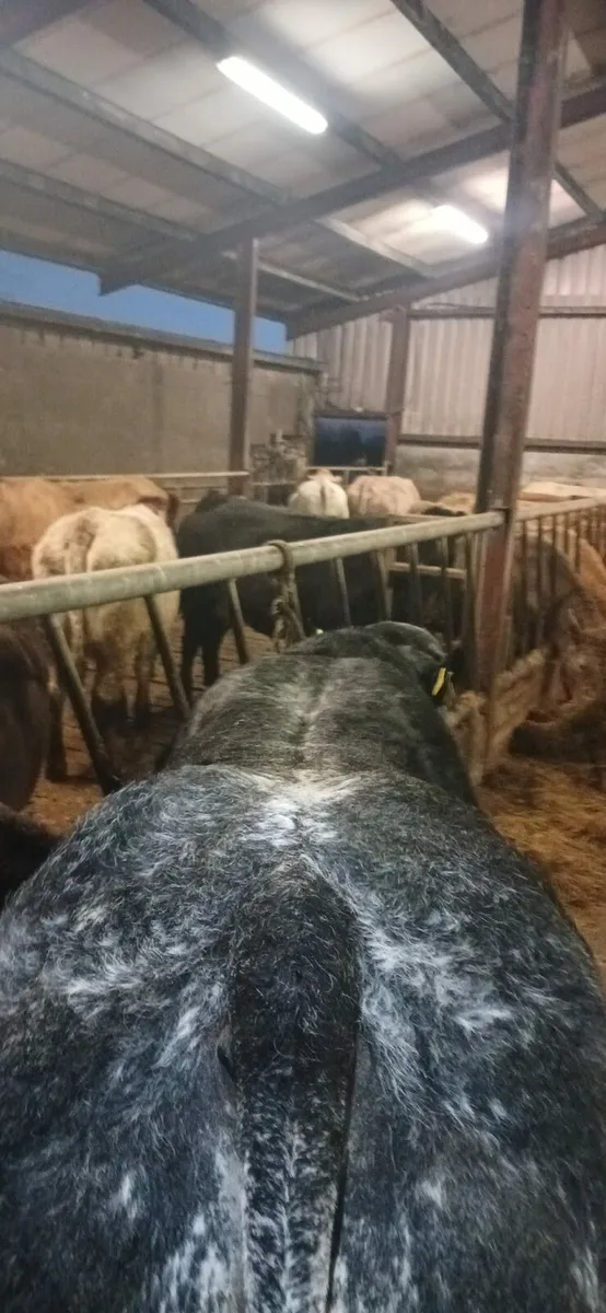 Hybrid bull - Image 4