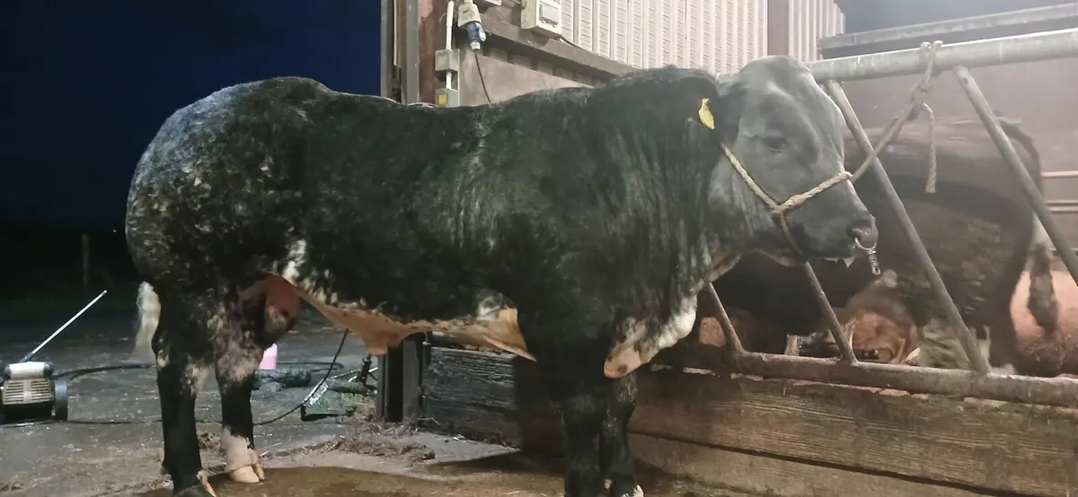 Hybrid bull - Image 1