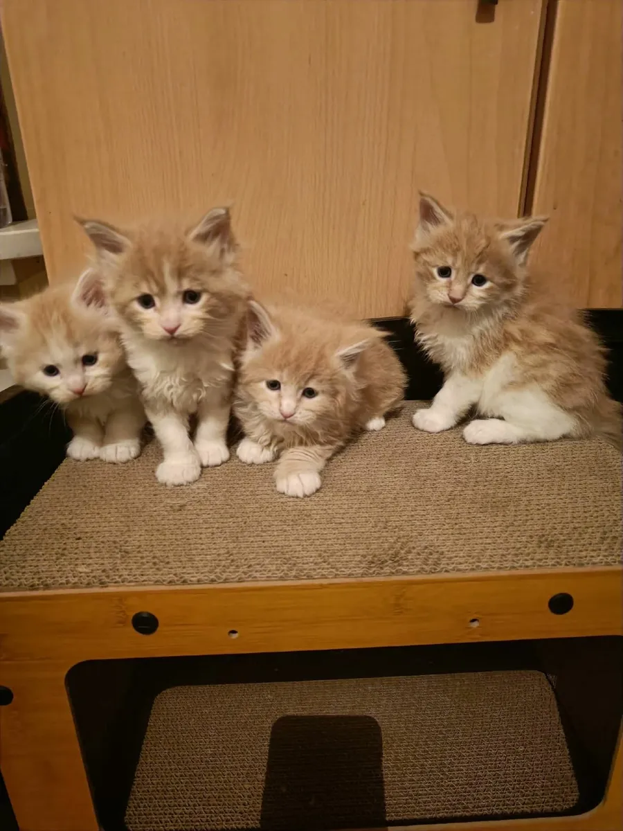 Maine Coon kittens registered with the WSFfor sale - Image 1