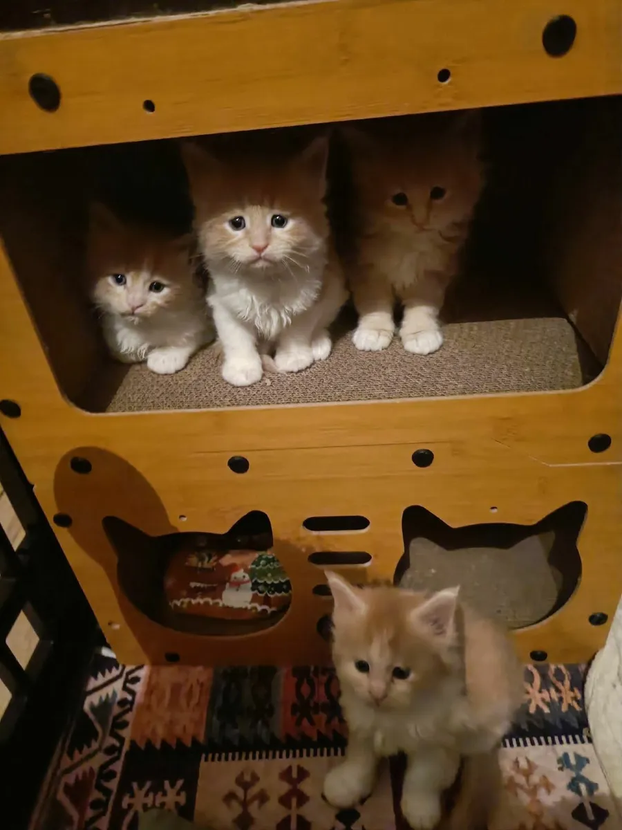 Maine Coon kittens registered with the WSFfor sale - Image 2