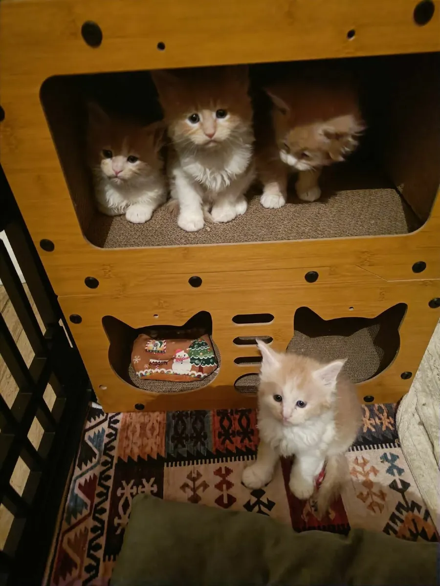 Maine Coon kittens registered with the WSFfor sale - Image 3