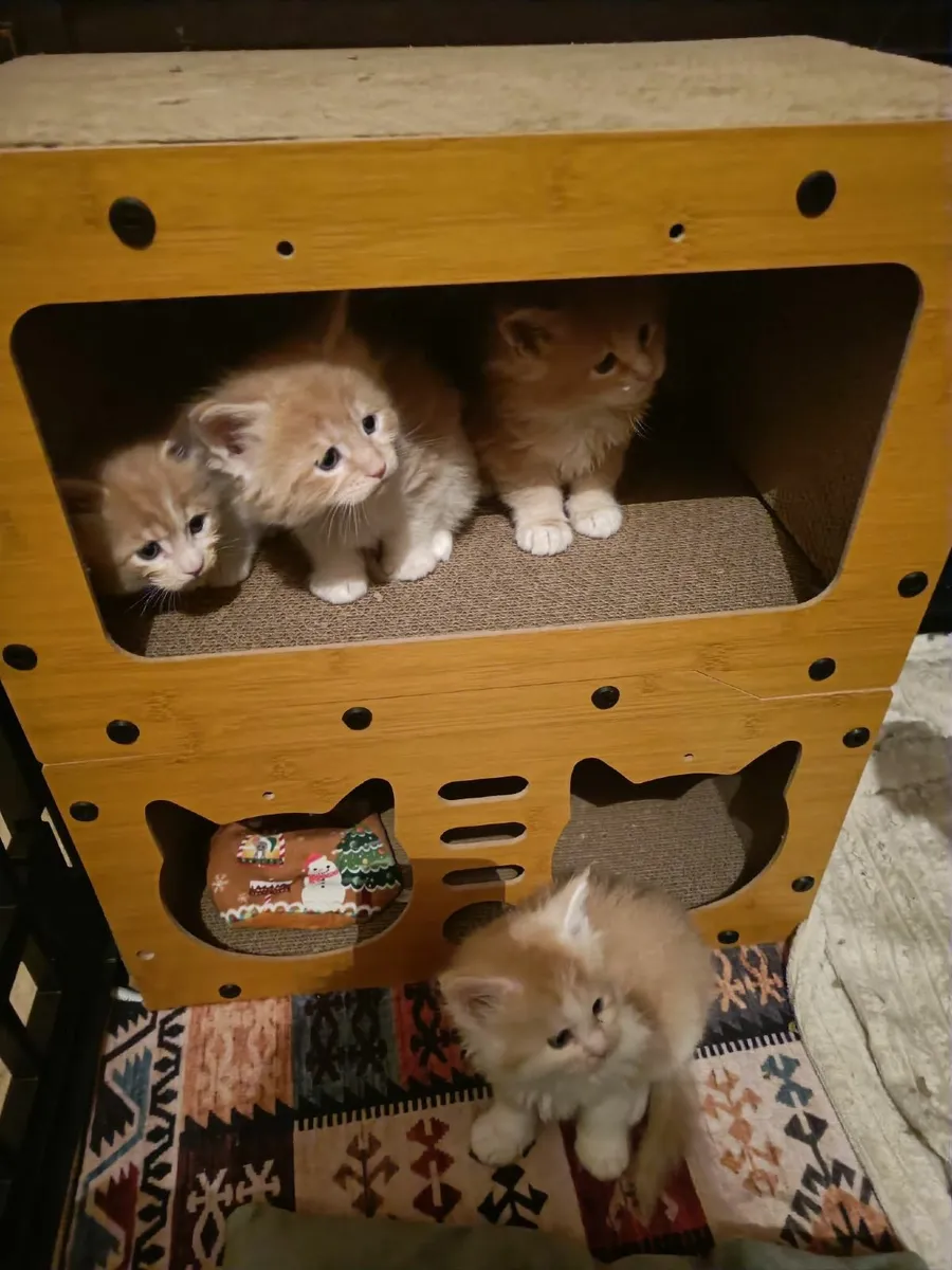 Maine Coon kittens registered with the WSFfor sale - Image 4