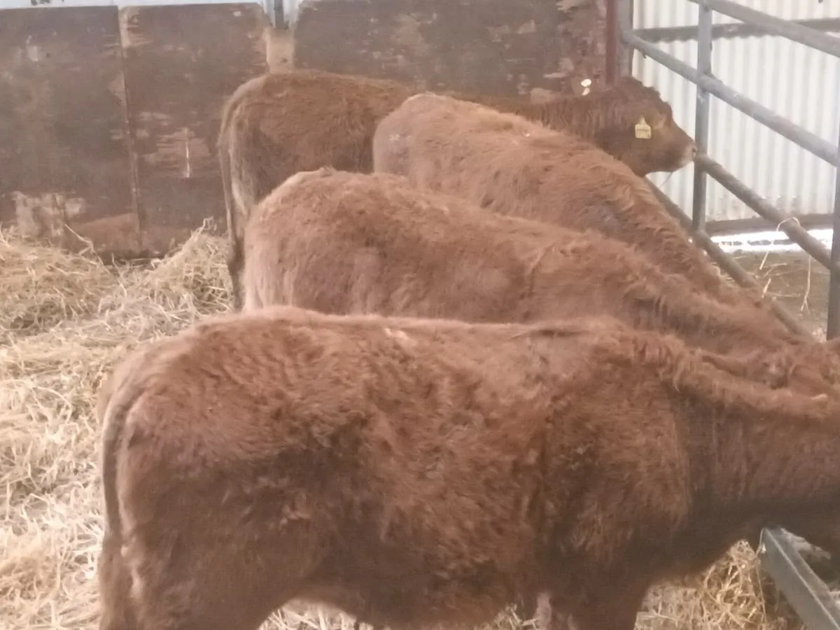 4 Lovely LMX  Heifer's for sale - Image 1