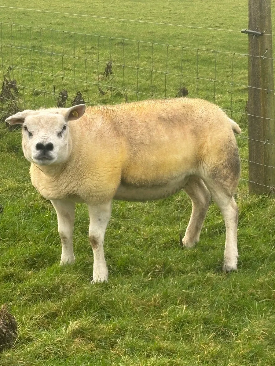 Texel Inlamb Hogget - Image 1