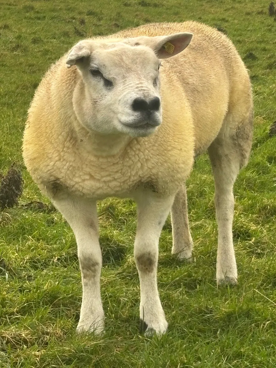 Texel Inlamb Hogget - Image 2