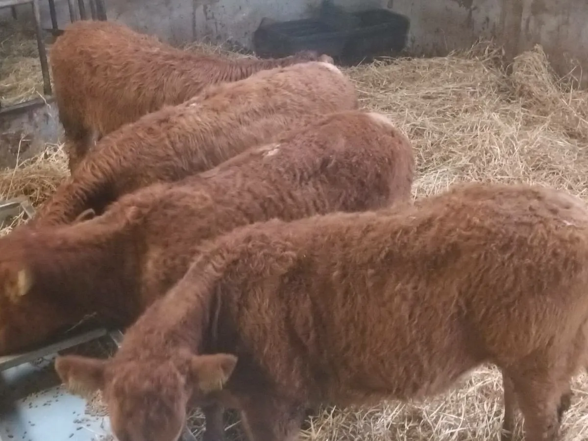 4 Lovely LMX  Heifer's for sale - Image 2