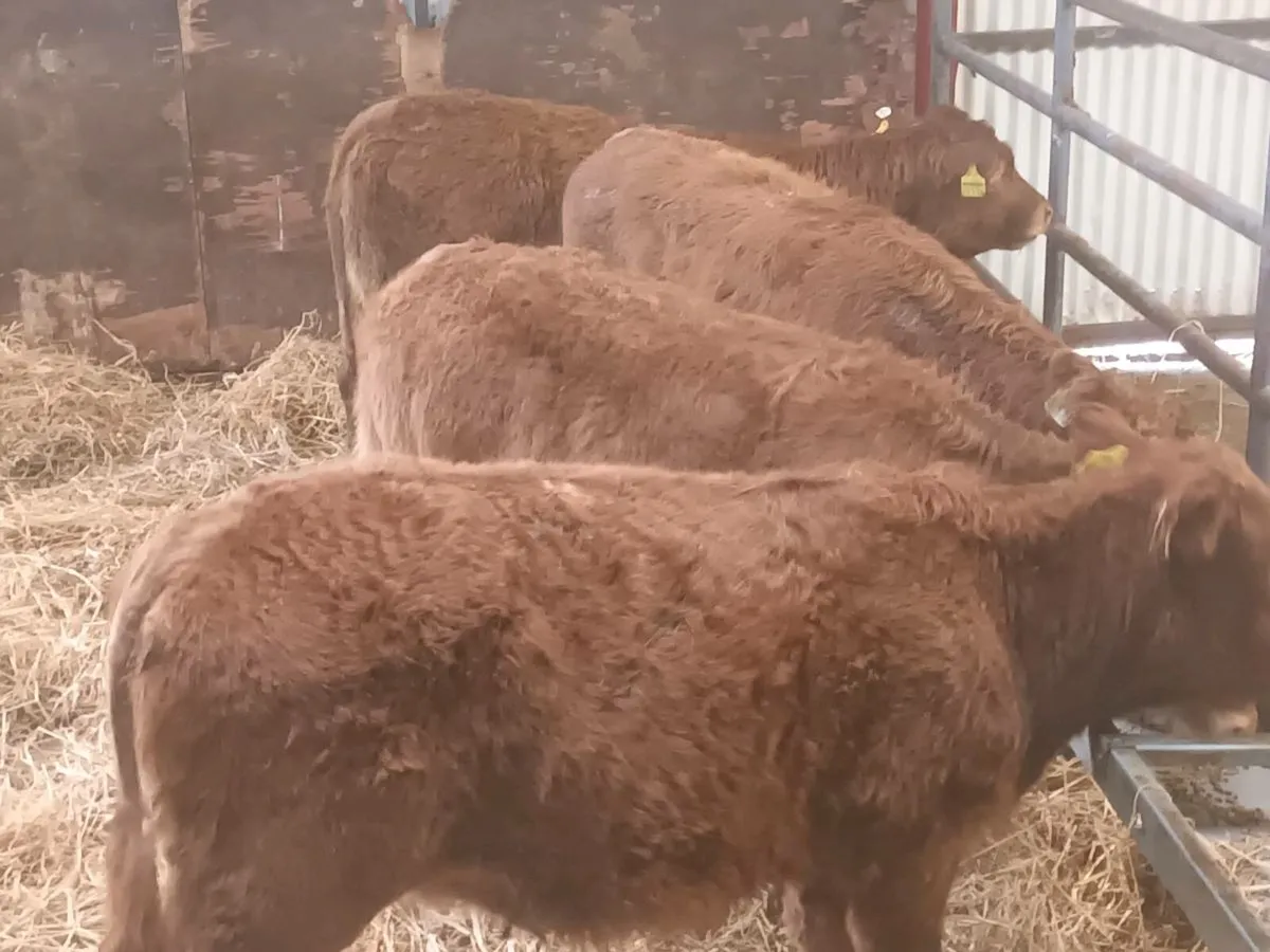 4 Lovely LMX  Heifer's for sale - Image 3