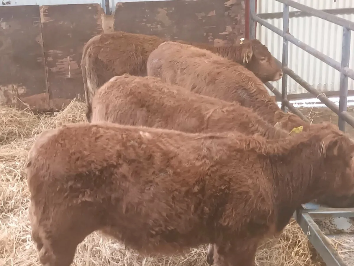 4 Lovely LMX  Heifer's for sale - Image 4