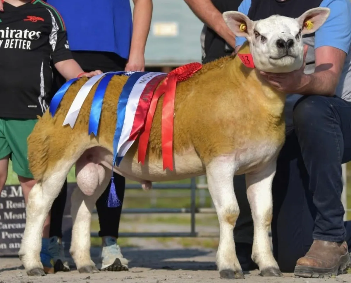 Texel Inlamb Hogget - Image 3