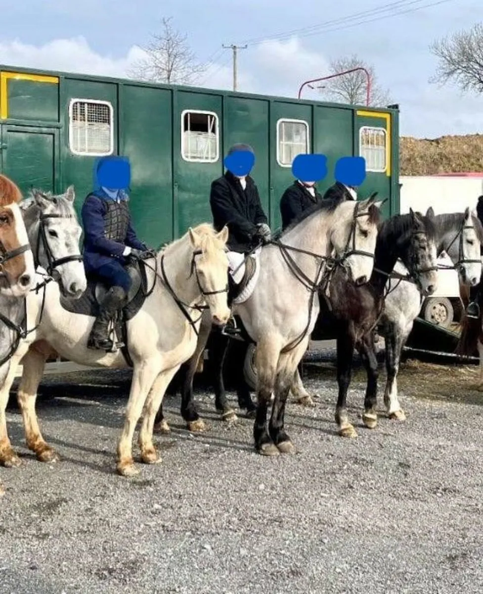 Irish Sports Horse - Image 2