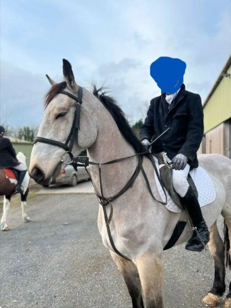 Irish Sports Horse - Image 3