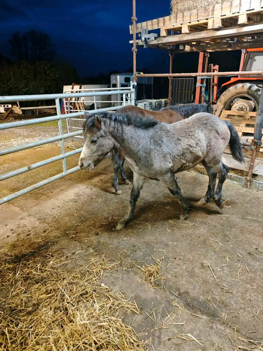 Connemara colt foal - Image 3