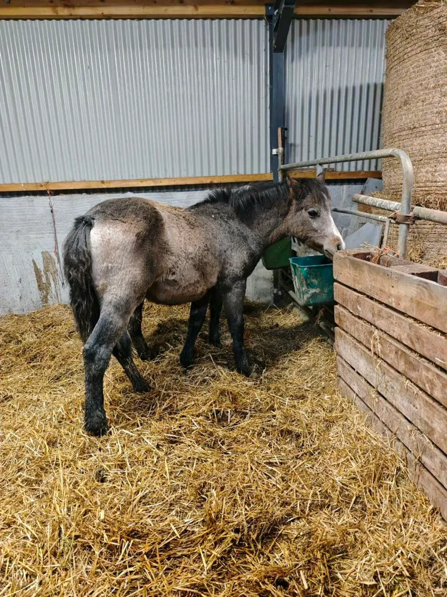 Connemara colt foal - Image 4