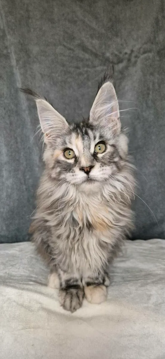 Maine Coon female - Image 2