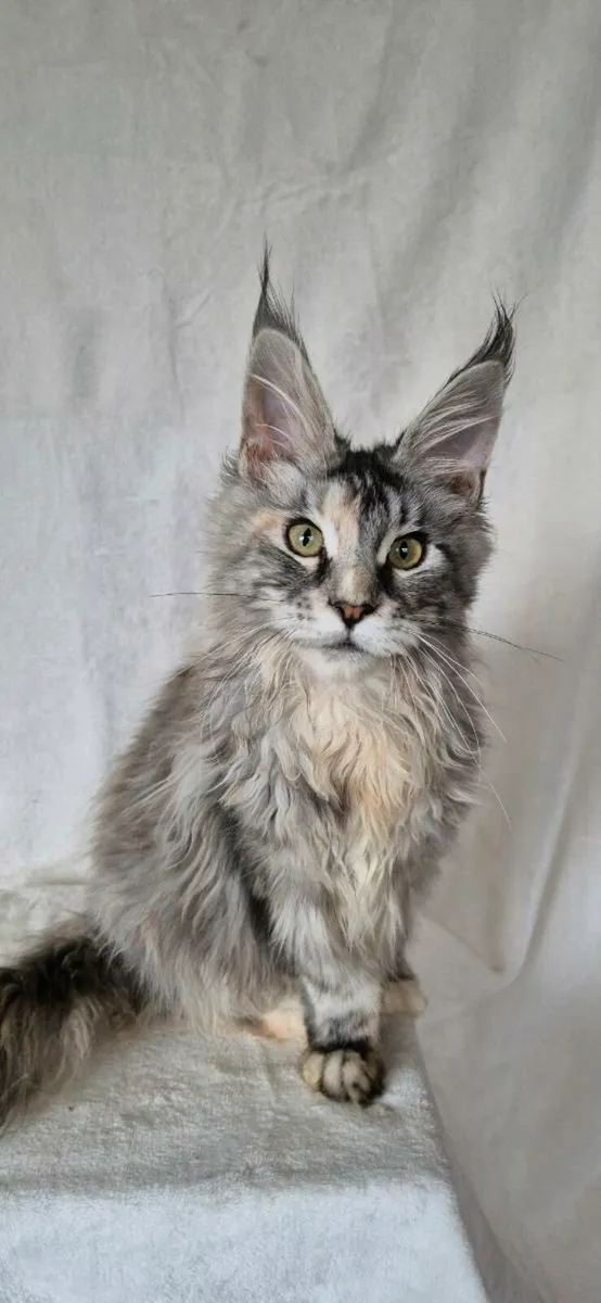 Maine Coon female - Image 3