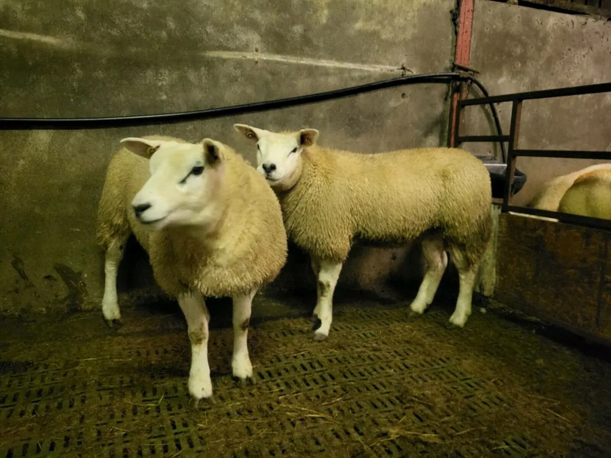 PURE BRED TEXEL EWE LAMBS. - Image 4