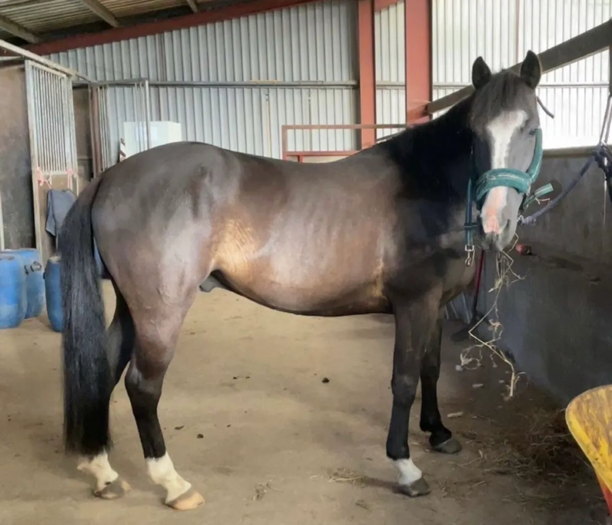 Pony for sale - Image 1