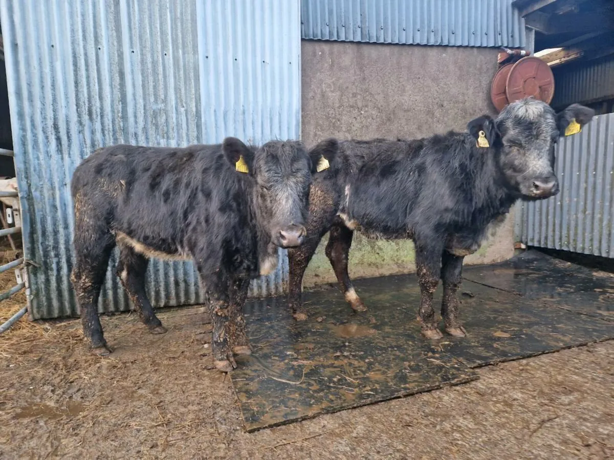 Blue Gray breeding heifers - Image 1