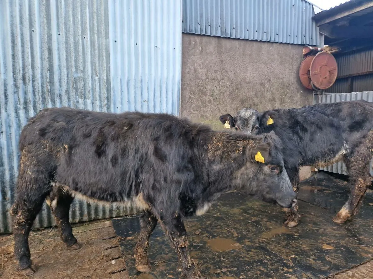 Blue Gray breeding heifers - Image 2