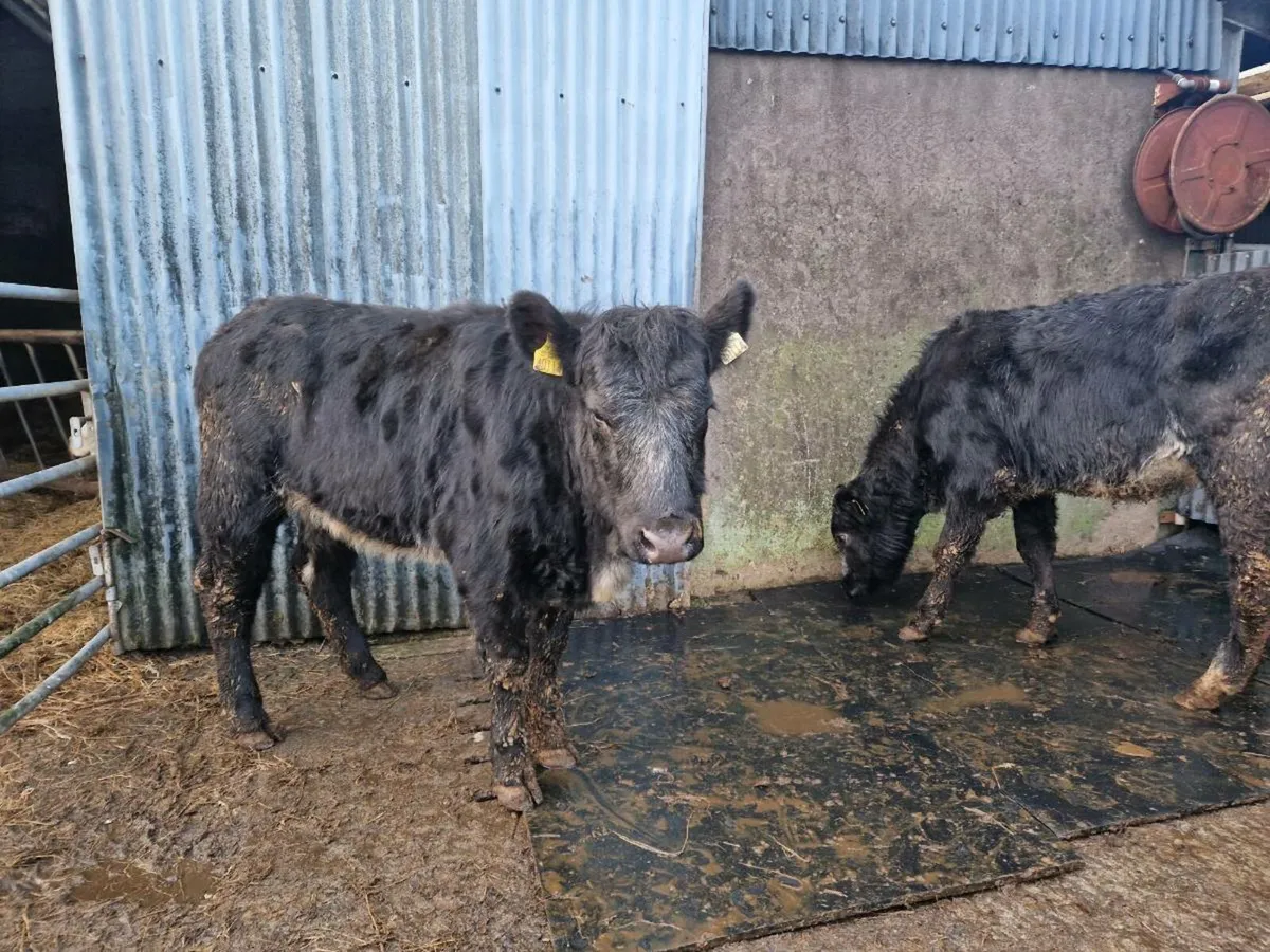 Blue Gray breeding heifers - Image 3
