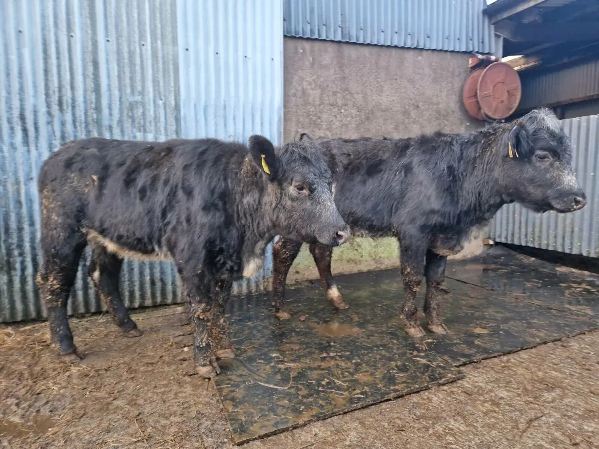 Blue Gray breeding heifers - Image 4