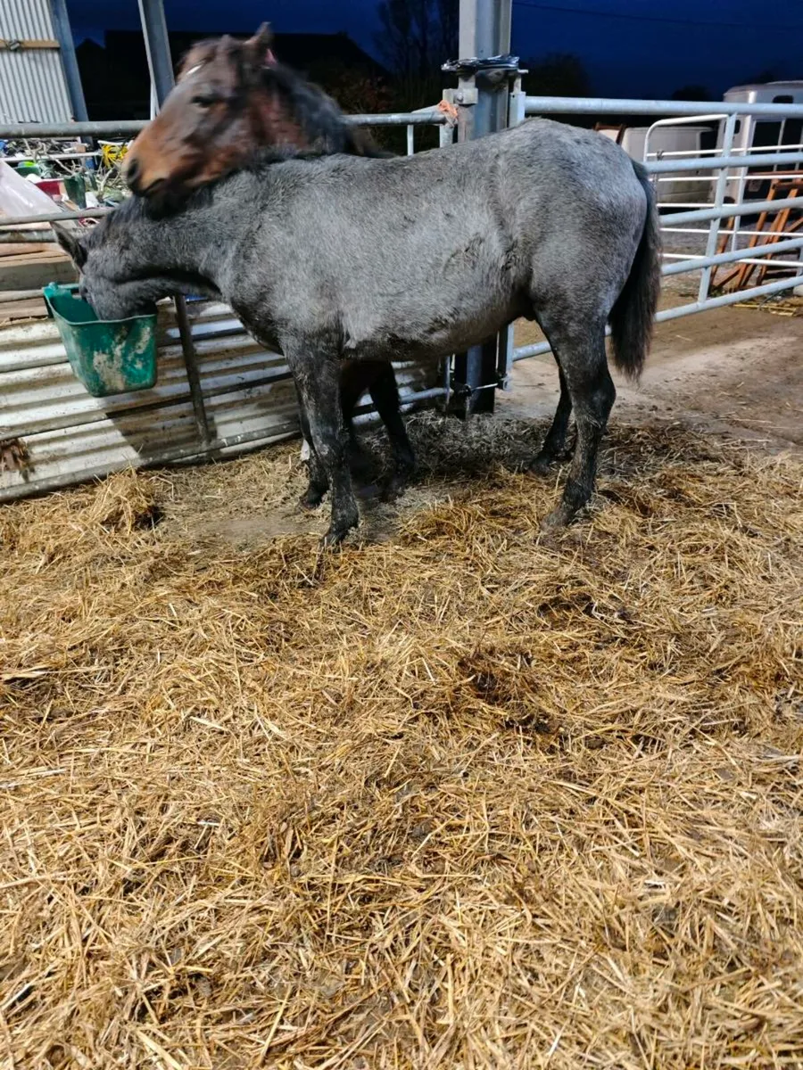 Connemara colt foal - Image 2