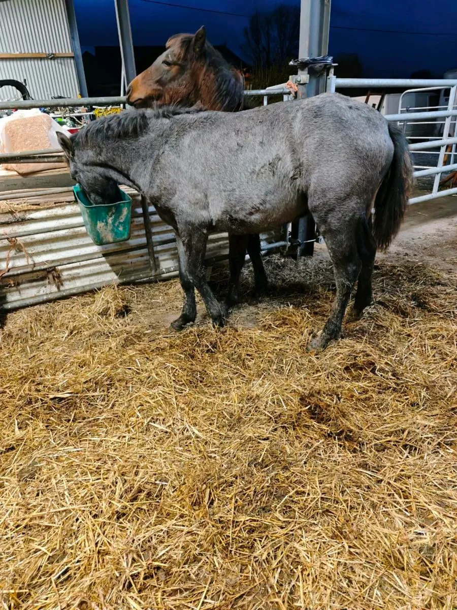 Connemara colt foal - Image 3