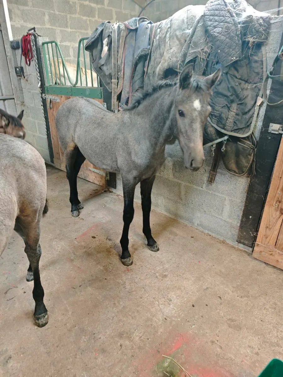 Connemara colt foal - Image 1